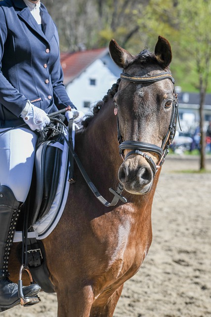 媒体人：山东泰山新赛季教练配置计划是韩鹏+外籍助教