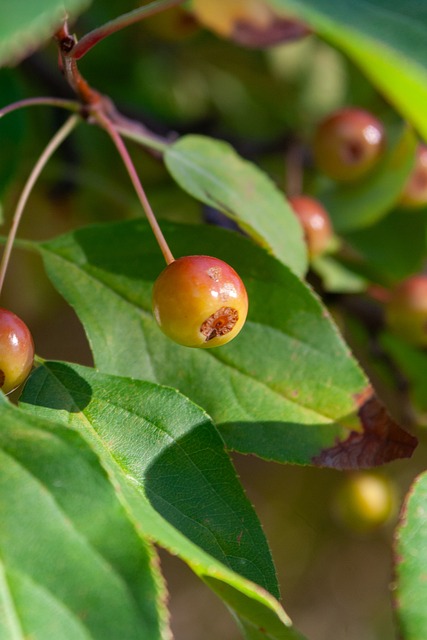 本轮欧冠最佳阵容：诺伊尔、福登、奥斯梅恩、梅里诺在列